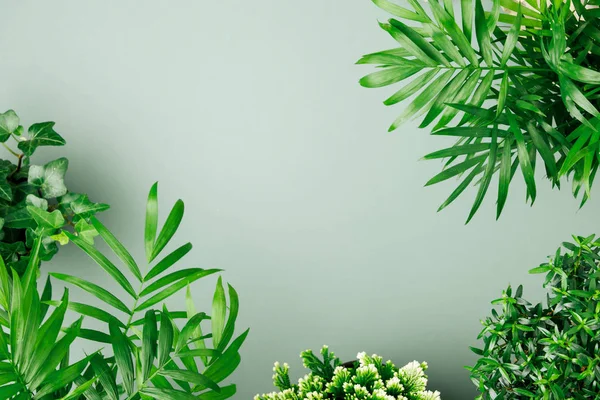 Tropical Leaves Plants Pastel Green Background Space Text — Stock Photo, Image