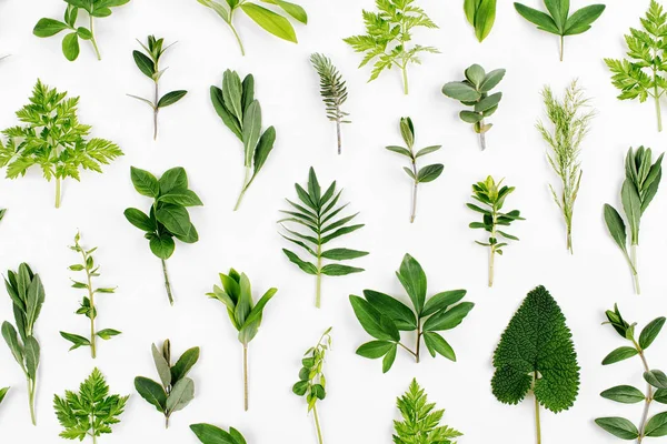 Beyaz arka plan üzerinde izole desen sorunsuz tarz yeşil yaprakları