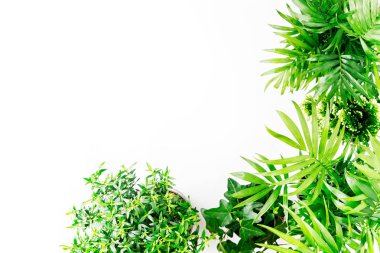 Tropikal yaprakları ve beyaz arka plan üzerinde izole bitkiler