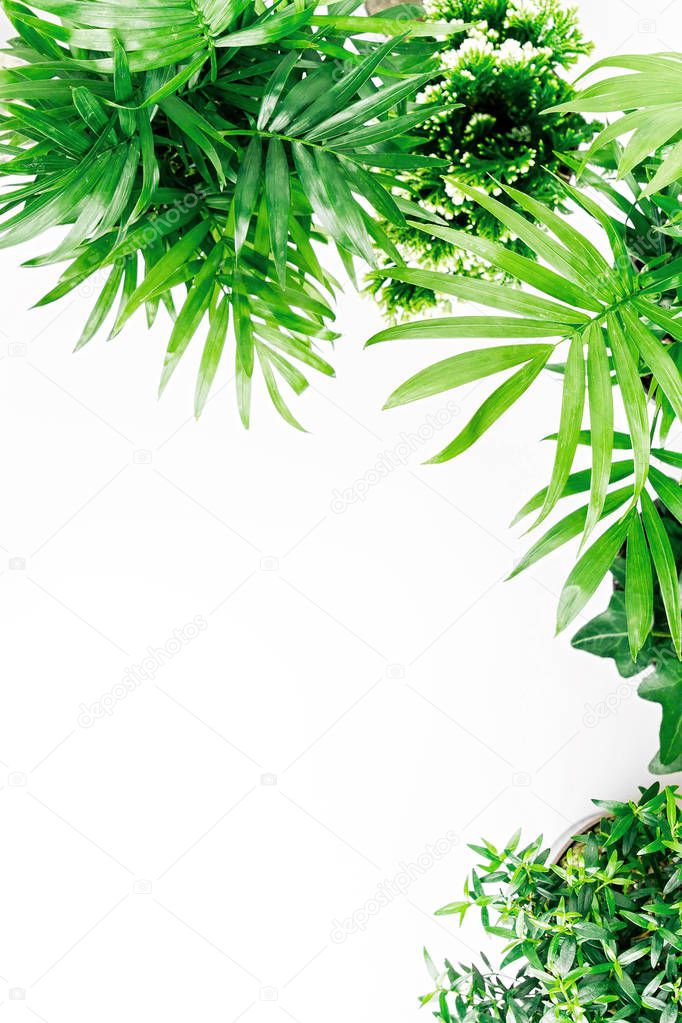 Tropical leaves and plants isolated on white background