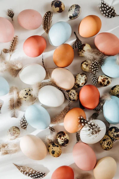 Natural Colored Brown Perail White Eggs Sunlights Произведения Пастельных Тонах — стоковое фото