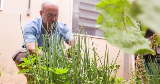 男は昼食を取るためにスパイスを選んでうずくまっている — ストック動画