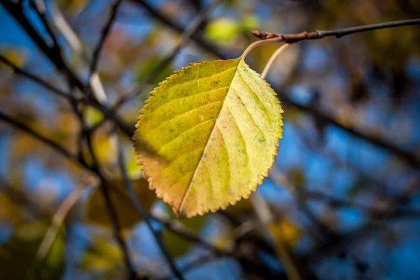 Herfstblad op de boom — Stockfoto