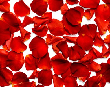 Beyaz arkaplanda gül yaprakları