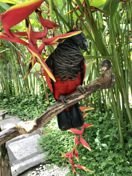 Czarny Papugi Gałęzi — Zdjęcie stockowe