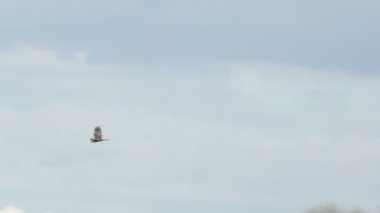 Erkek Western Marsh Harrier raptor (sirk aeruginosus) uçan veya bulutlu bir mavi gökyüzü karşı uçuş