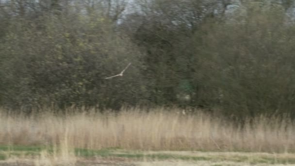 Mannelijke Western bruine kiekendief raptor (Circus aeruginosus) vliegende of tijdens de vlucht. Verzamelen of het verzamelen van riet nesten materiaal — Stockvideo