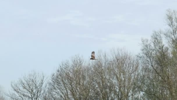 Raptor Harrier maschio palude occidentale (Circus aeruginosus) che vola o in volo sopra le cime degli alberi, contro un cielo blu nuvoloso — Video Stock