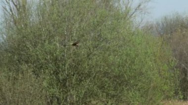 Erkek Western Marsh Harrier raptor (sirk aeruginosus) ya da uçan bir reedbed sonra ağaca iniş üzerinde uçuş