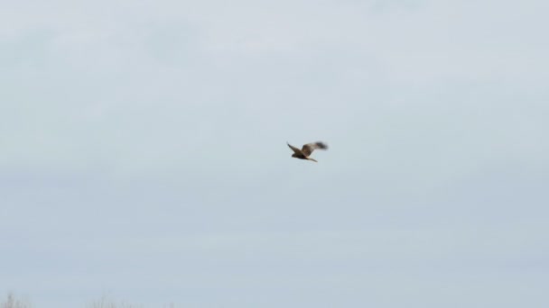 Erkek Western Marsh Harrier raptor (sirk aeruginosus) uçan veya bulutlu bir mavi gökyüzü karşı uçuş