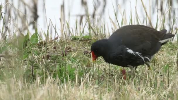 Close-up van een waterhoen spoor vogel (Gallinula chloropus) voeden met een wetland moeras — Stockvideo