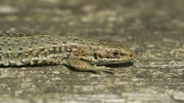 Close-up van een gemeenschappelijk Lizard (Zootoca vivipara) op koesteren in de zon op hout — Stockvideo