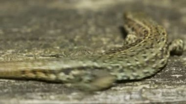 Close-Up ortak ahşap üzerine güneşin tadını çıkarma kertenkele (Zootoca vivipara)