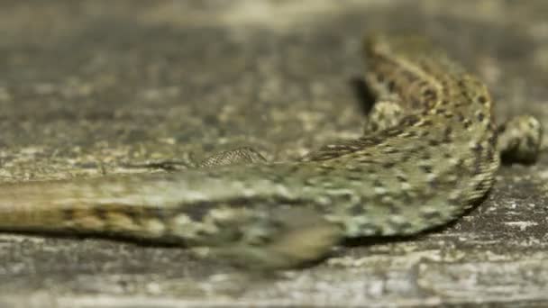 Primer plano de un lagarto común (Zootoca vivipara) tomando el sol en la madera — Vídeo de stock