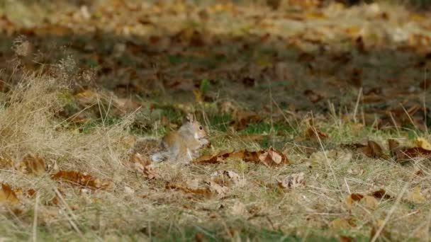 Szary lub szary wiewiórka (Sciurus carolinensis) karmienie na kasztany w lesie na jesień — Wideo stockowe