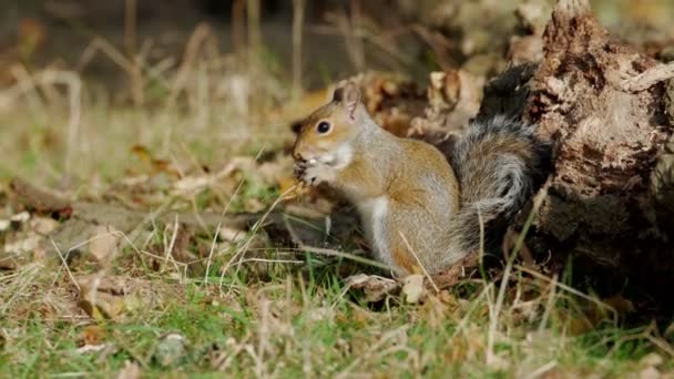 Серые или серые белки (Sciurus carolinensis) питаются грибами или грибами в осеннем лесу — стоковое видео