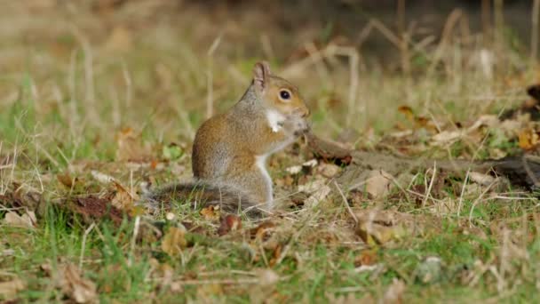 Серые или серые белки (Sciurus carolinensis) питаются грибами или грибами в осеннем лесу — стоковое видео