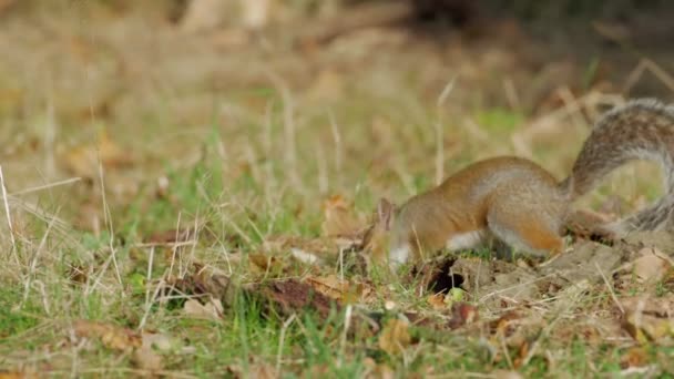 Ardilla Gris o Gris (Sciurus carolinensis) encontrando una bellota y enterrándola o almacenándola en un bosque otoñal — Vídeos de Stock