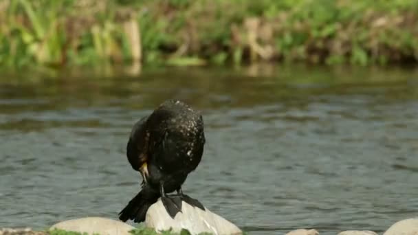 Cormorant (Phalacrocorax carbo) preening — Stock Video