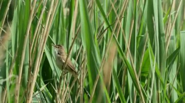 Şarkı Reed Warbler kuş (Acrocephalus scirpaceus)