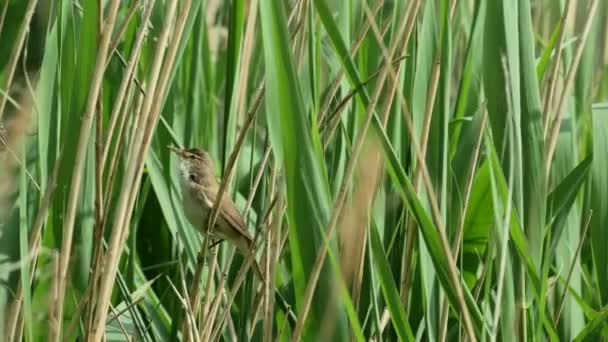 Reed Warbler bird (Acrocephalus scirpaceus) cantando — Vídeos de Stock