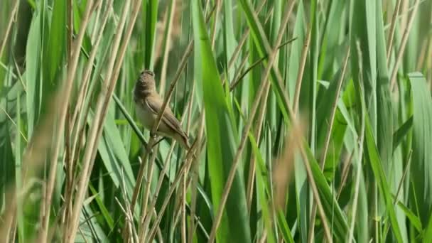 Reed Warbler bird (Acrocephalus scirpaceus) cantando — Vídeos de Stock
