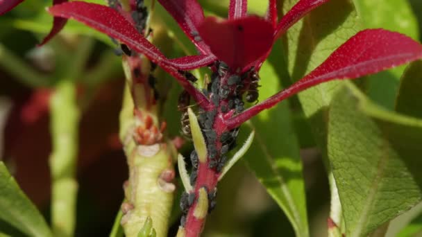 Récolte ou traite des fourmis pucerons pour leur nectar sucré ou miellat — Video