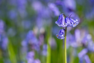 Bluebell (Hyacinthoides sigara-scripta) yakın çekim
