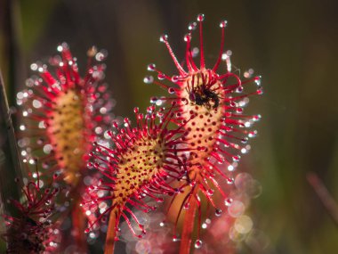 Spoonleaf veya dikdörtgen yapraklı Sundew (Drosera intermedia)