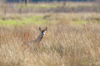 Uzun otların içinde uyarı Karaca doe(Capreolus capreolus)