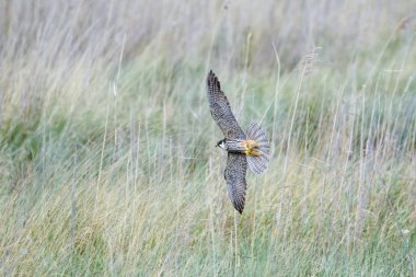 Uçuş, uçuş Avrasya hobi doğan (Falco subbuteo)