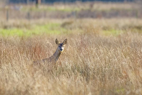 Uzun otların içinde uyarı Karaca doe(Capreolus capreolus)