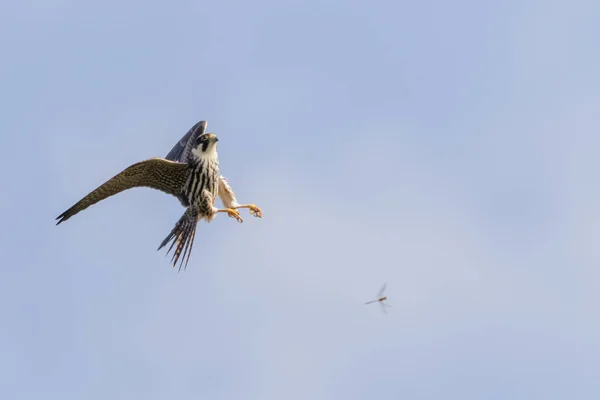 Eurasischer Hobby-Falke (falco subbuteo) im Flug — Stockfoto
