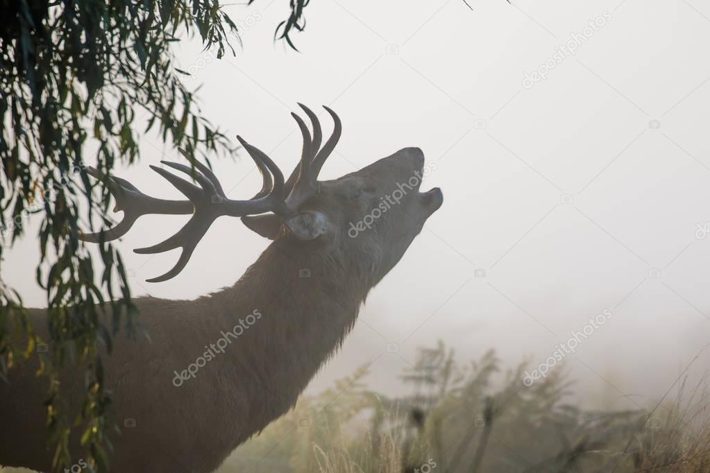 Red Deer stag (Cervus elaphus) bellowing or roaring