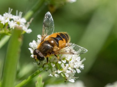 Eristalis horticola hoverfly or dronefly clipart