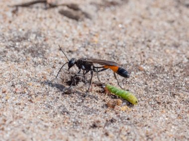 Heath kum Wasp (Ammophila pubescens) ile larva grub av