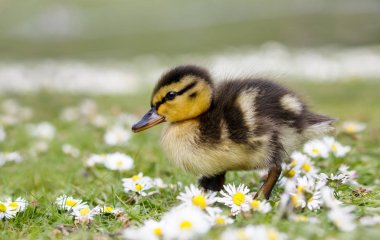 Şirin kabarık yeşilbaş ördek yavrusu (Anas platyrhynchos) papatyalar içinde