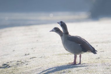 Şirin kabarık yeşilbaş ördek yavrusu (Anas platyrhynchos) papatyalar içinde