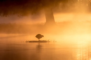 Şirin kabarık yeşilbaş ördek yavrusu (Anas platyrhynchos) papatyalar içinde
