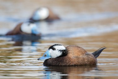 Şirin kabarık yeşilbaş ördek yavrusu (Anas platyrhynchos) papatyalar içinde