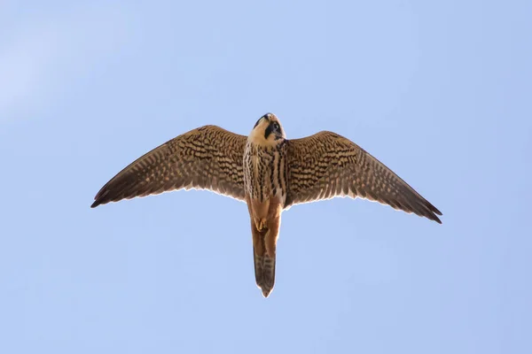 Nahaufnahme eines ausgewachsenen eurasischen Hobby-Falken (falco subbuteo) im Flug — Stockfoto