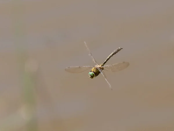 Draufsicht der flauschigen smaragdgrünen Libelle (cordulia aenea)) — Stockfoto