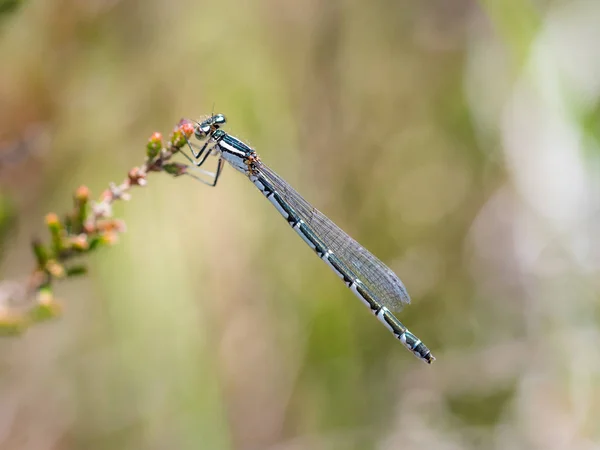 Vrouwelijke gemeenschappelijke blauwe Juffers (Enallagma cyathigerum) — Stockfoto