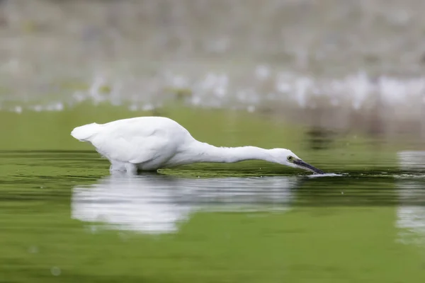 Little Egret (Egretta garzetta) pesca — Fotografia de Stock