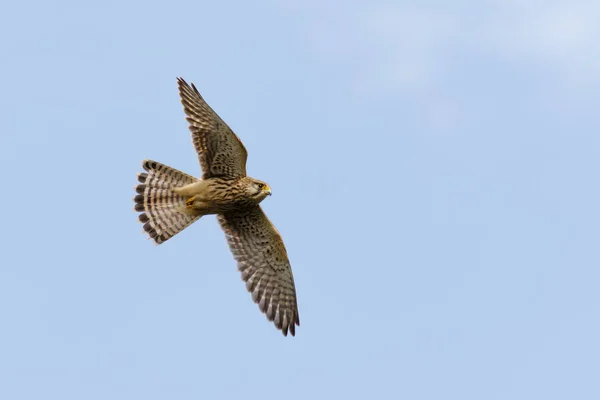 Turmfalke (Falco tinnunculus) auf der Flucht — Stockfoto