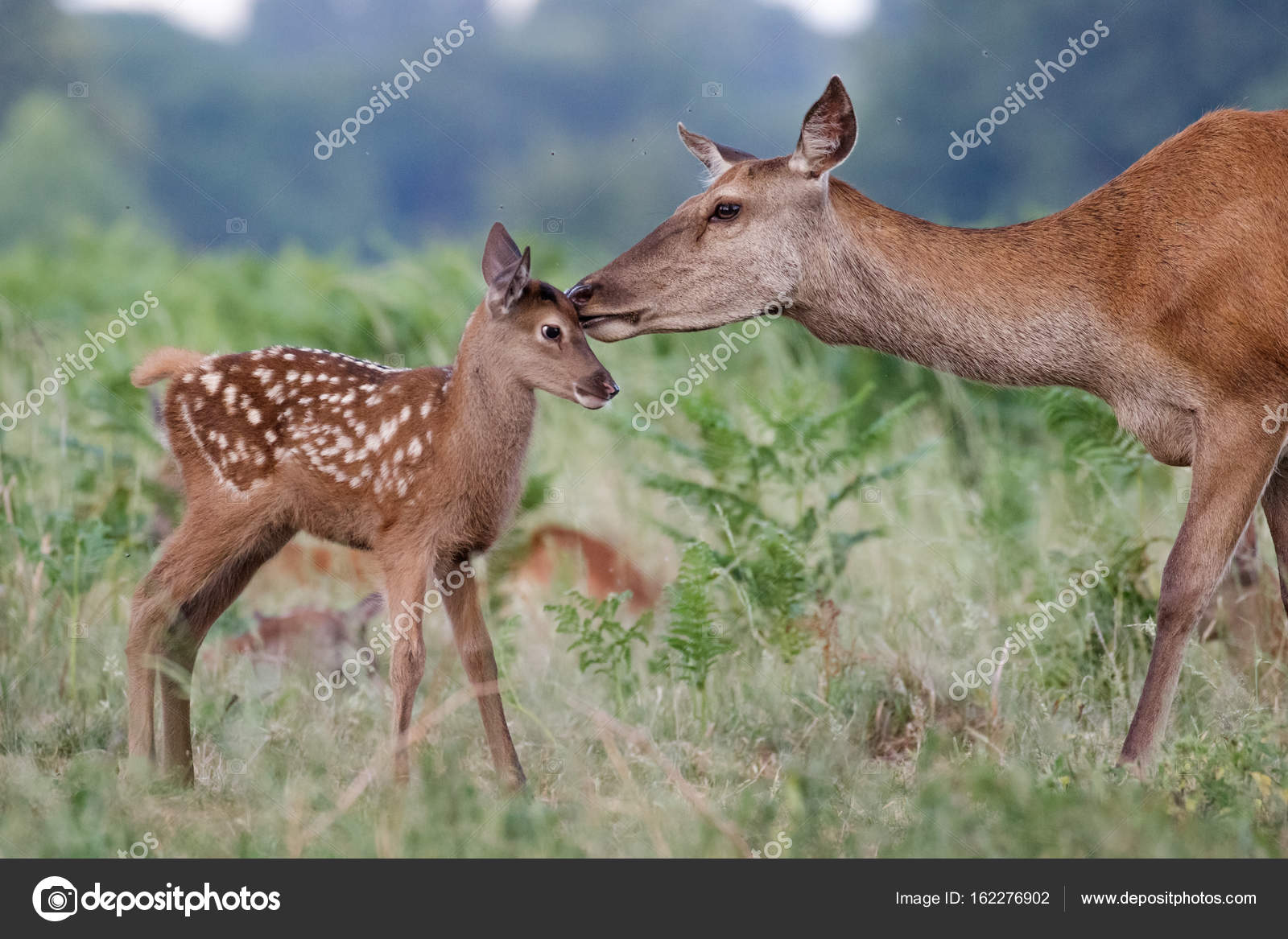 Kronhjort (Cervus elaphus) hunhind mor og ung baby kalv — Stockfoto ©  shaftinaction #162276902, image size:1600x1167