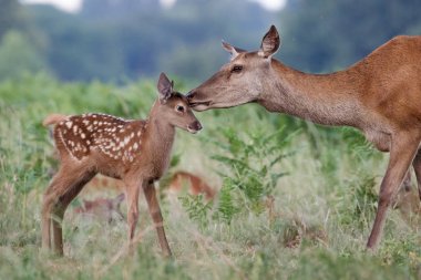 Kızıl geyik (Cervus elaphus) kadın arka anne ve genç bebek buzağı