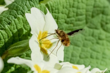 Bee-fly Beefly (Bombylius major) nectaring on Primrose clipart