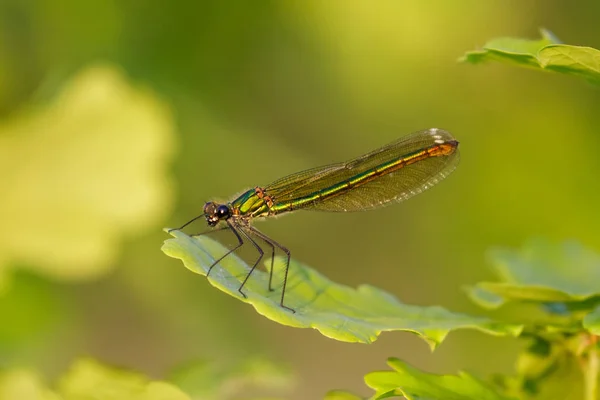 Close up van groene iriserende vrouwelijke Banded Demoiselle Juffers — Stockfoto