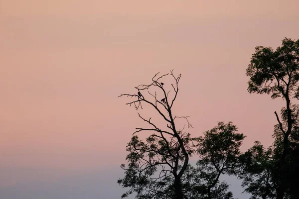 Silhouette of corvid birds roosting in trees at dusk — Stock Photo, Image